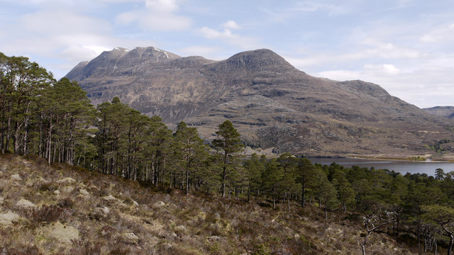 caledonian forest